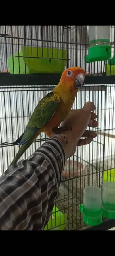 Blue Turquoise Hand Tamed and Lovebirds Pale Fallow, Albino, Creamino