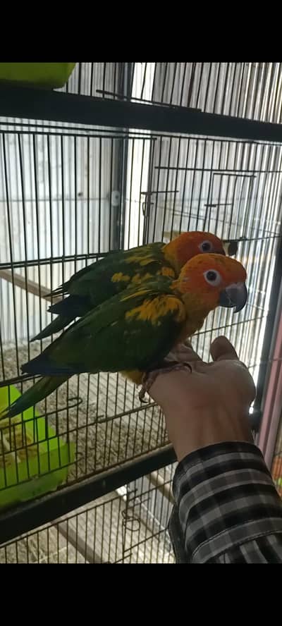 Blue Turquoise Hand Tamed and Lovebirds Pale Fallow, Albino, Creamino