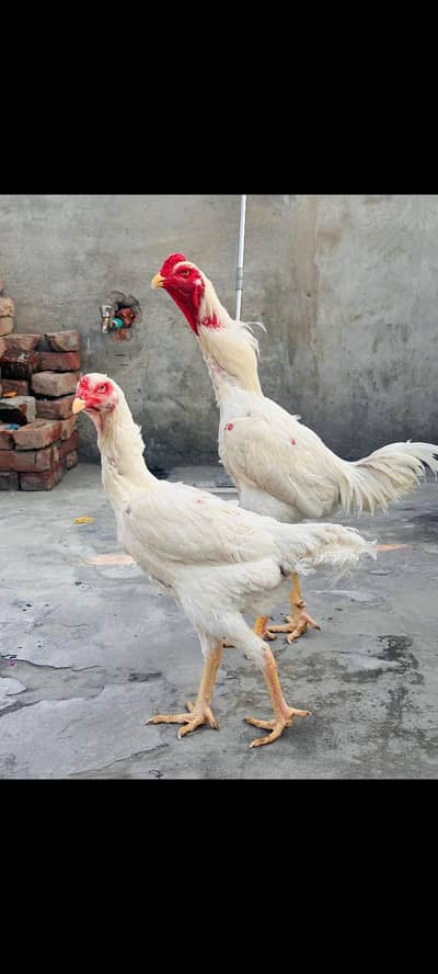 Pure White Shamo Chicks – Strong Bloodline Available