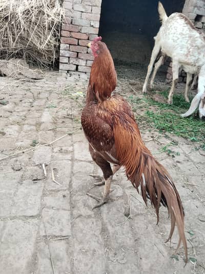hen bhot acha
