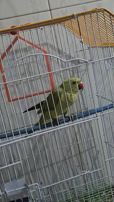 Green Ringneck