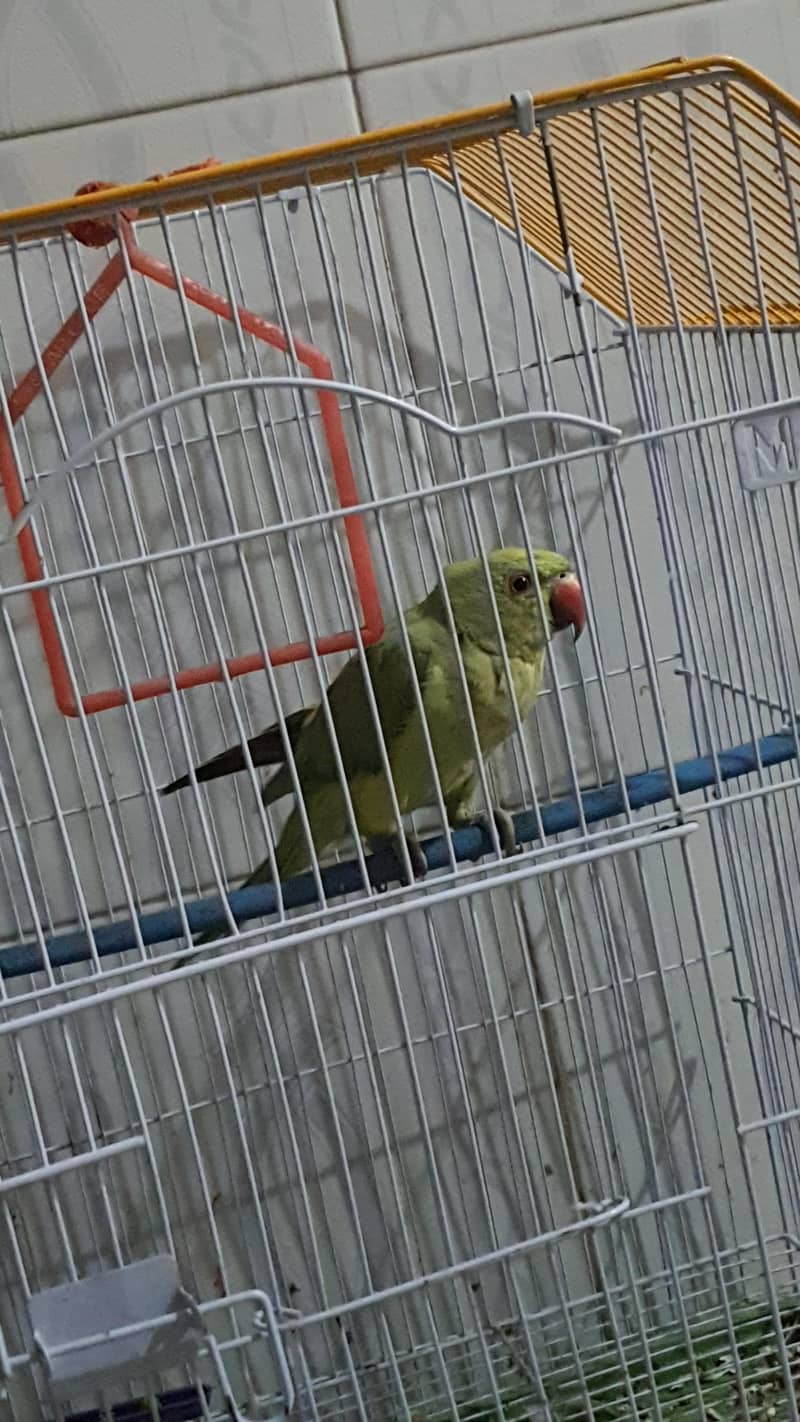 Green Ringneck 0