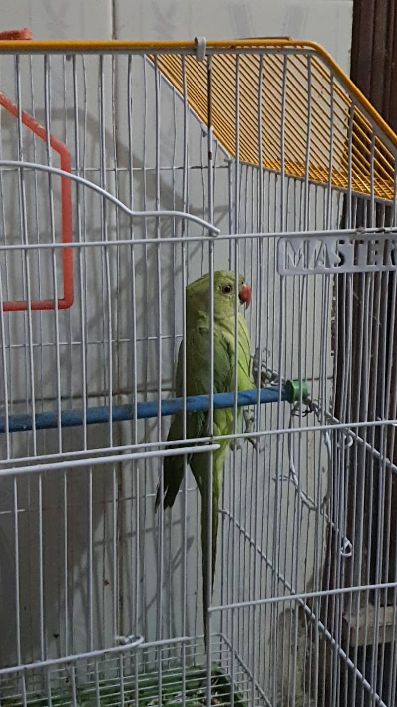 Green Ringneck 1