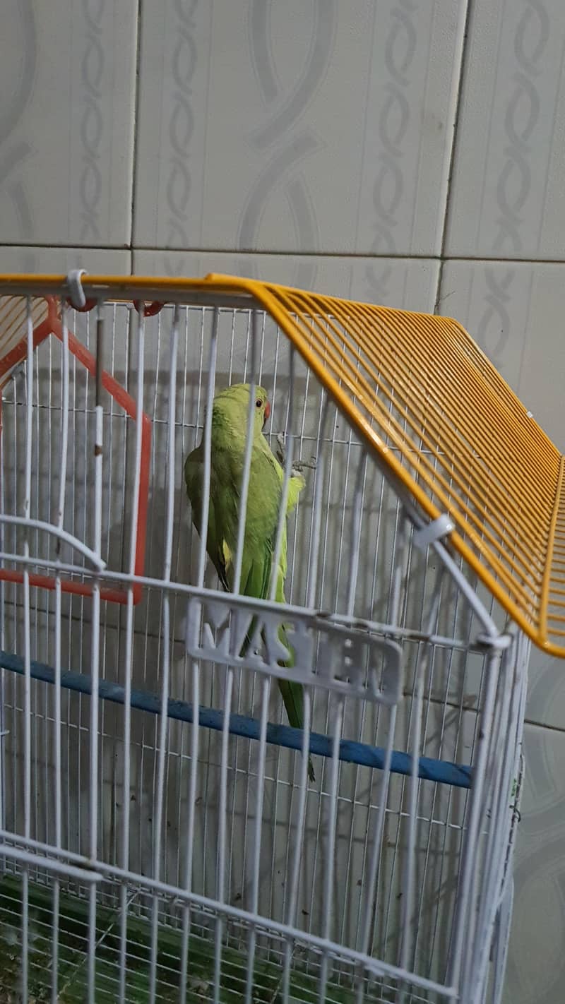 Green Ringneck 2