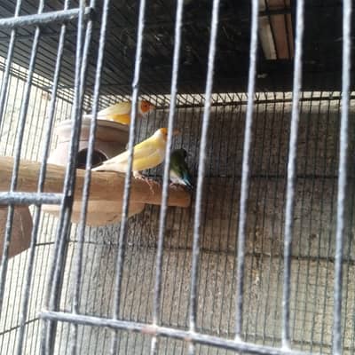 leady gouldien Finch Green back and yellow back