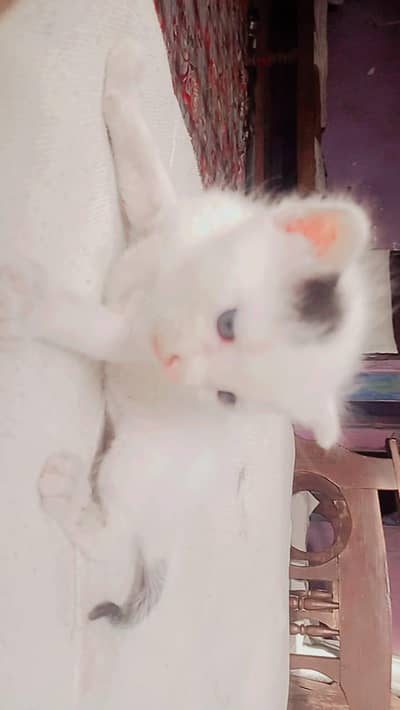 hand feed cat kitten 3