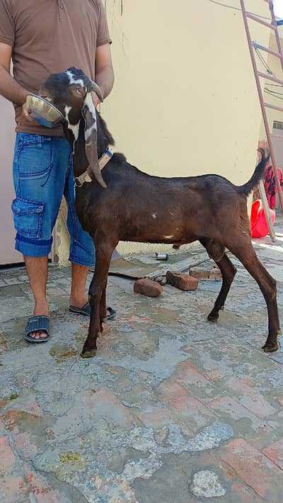 Desi Bakra