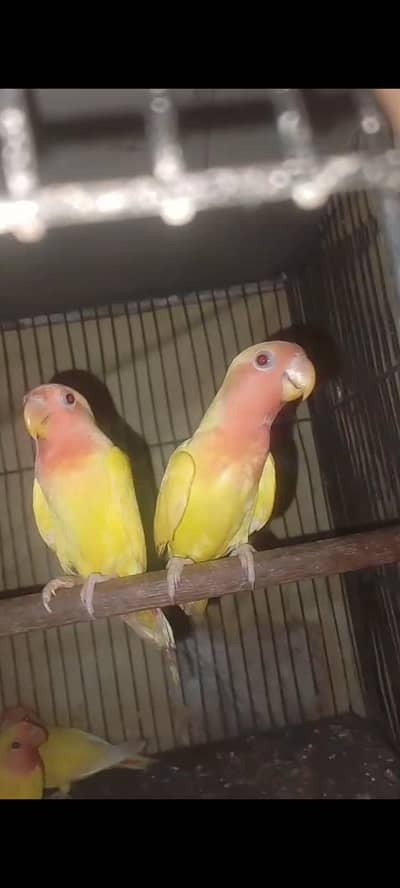 love birds pathy