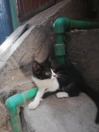 BLACK AND WITE BEAUTIFUL CAT