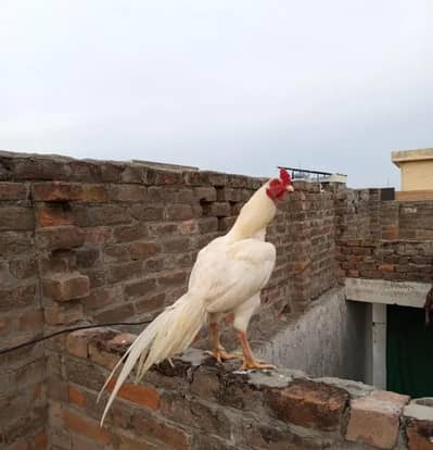 Herra High quality male