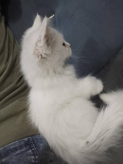 persin cat triple coated