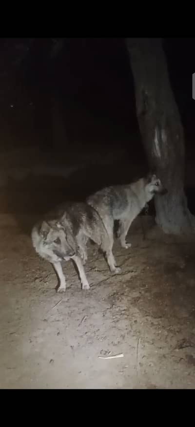 Bigyari dogs