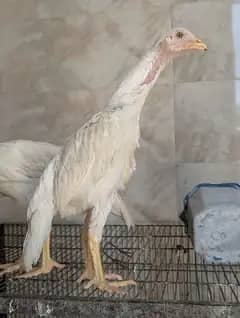 shamo aseel 5 month age ha