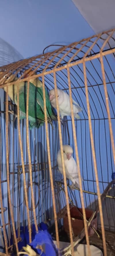 lovebirds