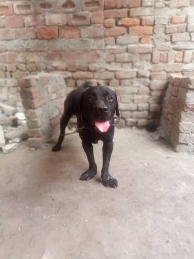 ya ak bhat pyar dogs ha