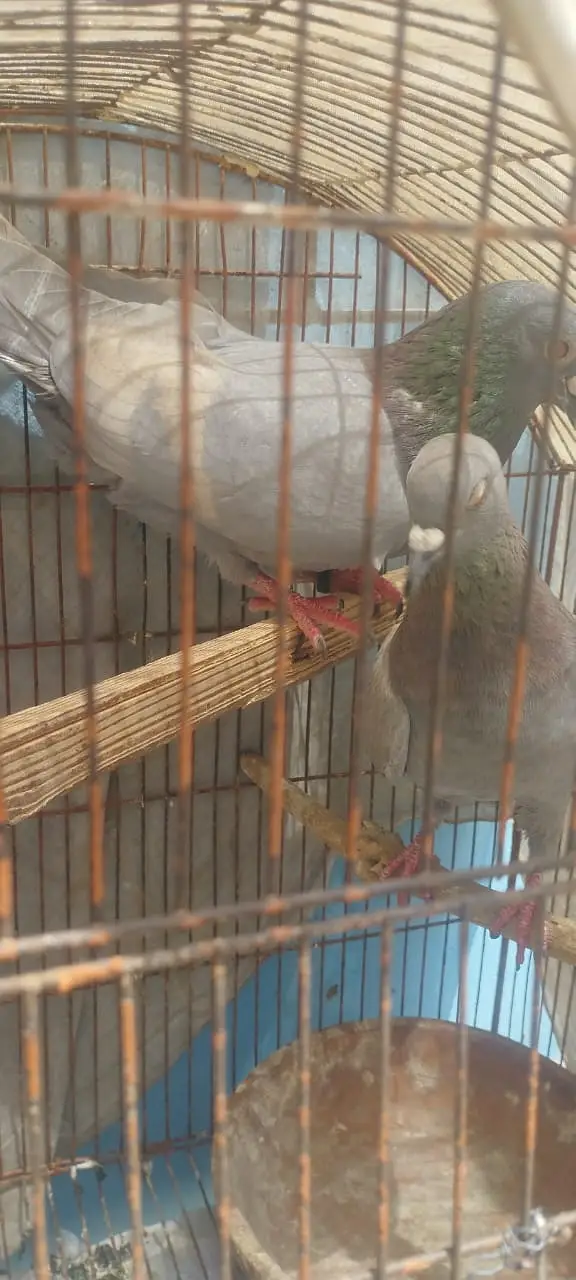 WHITE BAR LAL BAND BREEDER PAIR