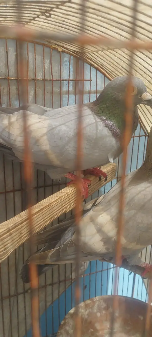 WHITE BAR LAL BAND BREEDER PAIR — photo 2