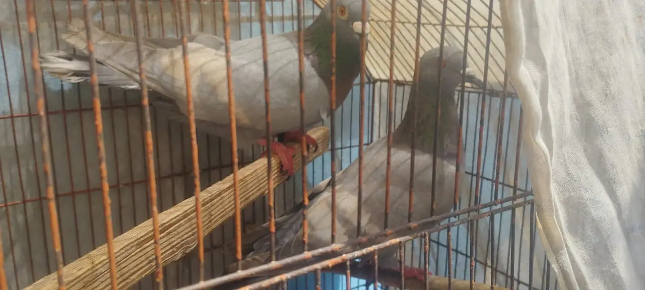 WHITE BAR LAL BAND BREEDER PAIR — photo 3