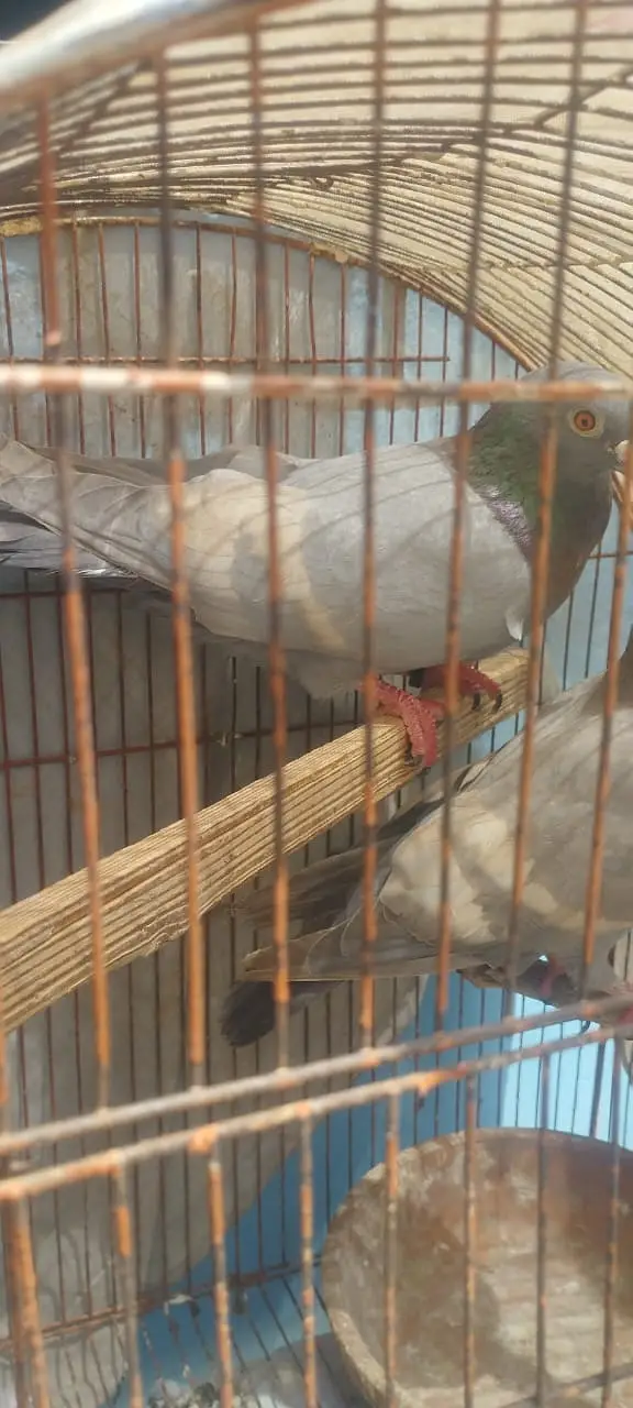 WHITE BAR LAL BAND BREEDER PAIR — photo 4