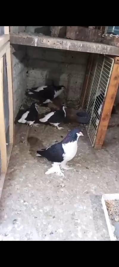 full active and healthy male full white