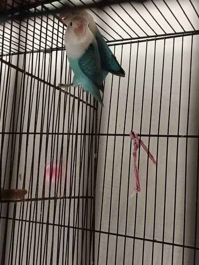 2 love bird pairs