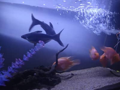 blue liner shark cat fish for sell