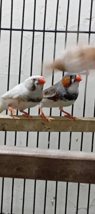 finch and bangalice for sale
