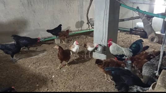very healthy and beautiful egg laying Dundarwi trica