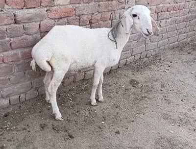 beautiful chakki dumba