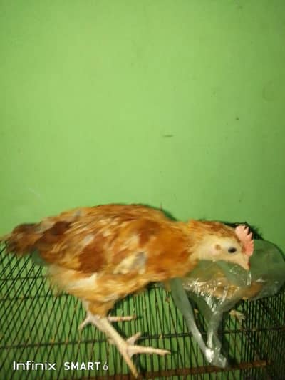 home made chick