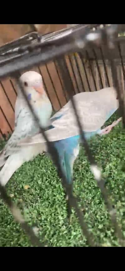 Dunfallow females for sale in karachi