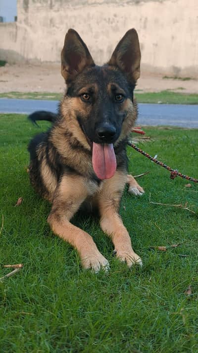 German shepherd double coat for sale