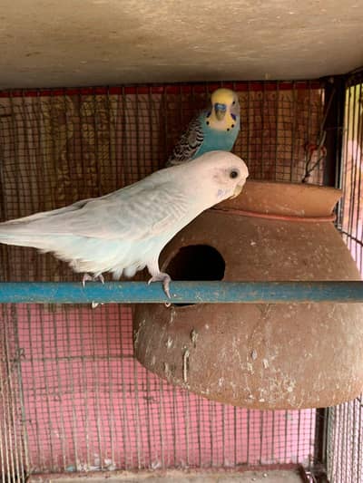budgie 1 pair Sall Wahtsp per Rabta Karin 03162514781