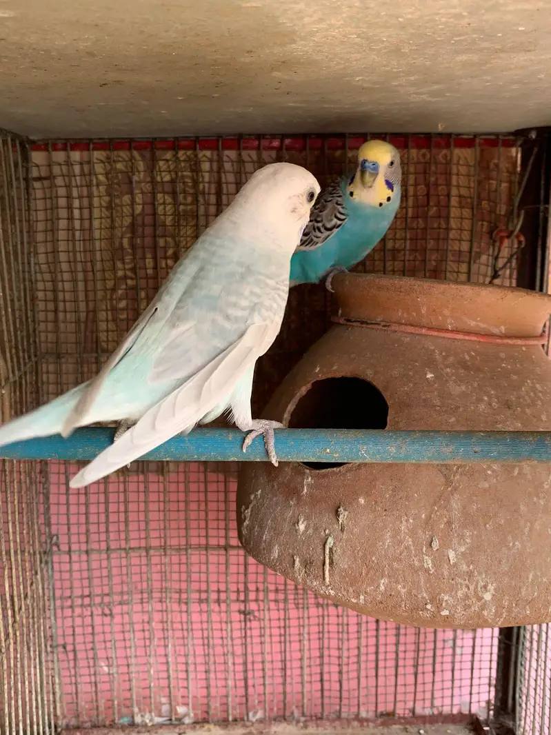 budgie 1 pair Sall Wahtsp per Rabta Karin 03162514781 — photo 2