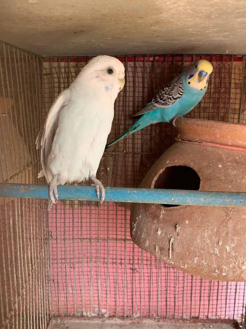 budgie 1 pair Sall Wahtsp per Rabta Karin 03162514781 — photo 3