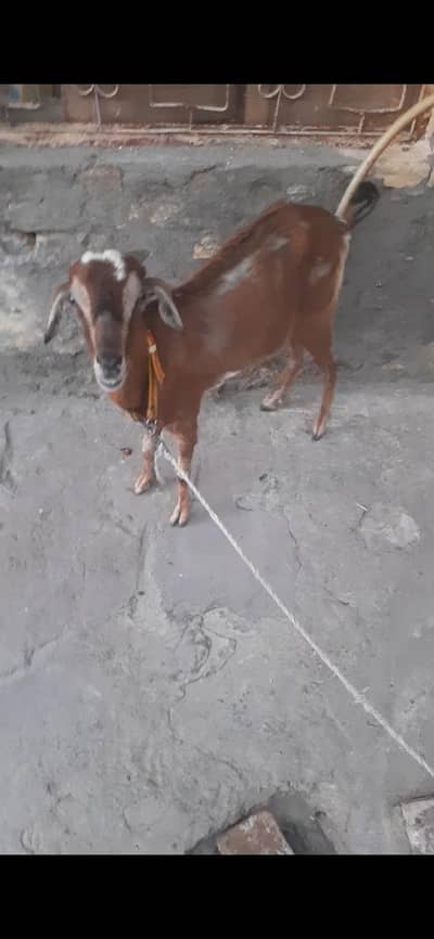 Teddi Bakri for sale