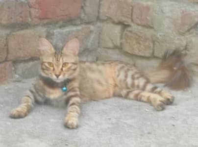 Persian Cat kitten urgent