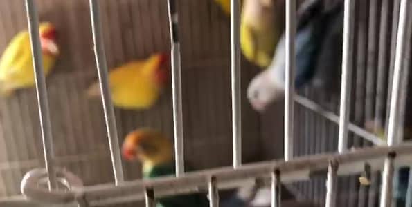 Love Birds Breeder Pair Available in bulk