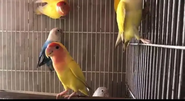 Love Birds Breeder Pair Available in bulk — photo 2