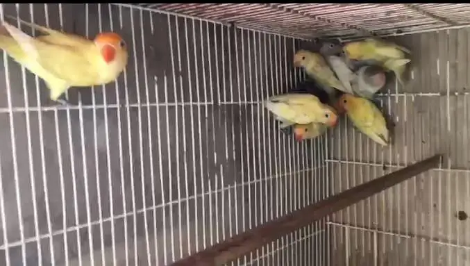 Love Birds Breeder Pair Available in bulk — photo 3