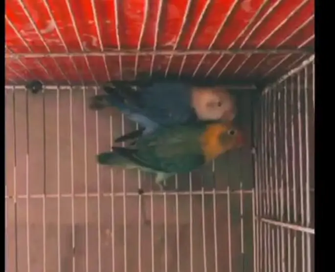 Love Birds Breeder Pair Available in bulk — photo 4