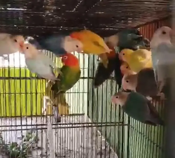 Love Birds Breeder Pair Available in bulk — photo 5