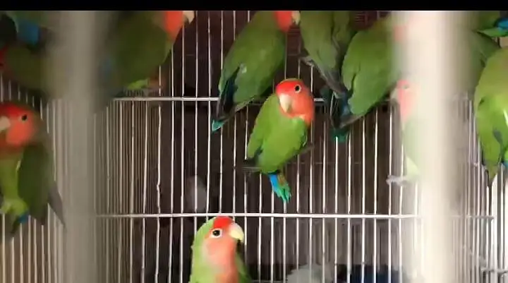 Love Birds Breeder Pair Available in bulk — photo 6