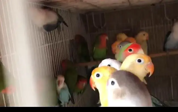 Love Birds Breeder Pair Available in bulk — photo 7