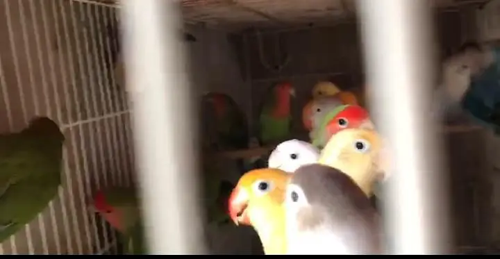 Love Birds Breeder Pair Available in bulk — photo 8