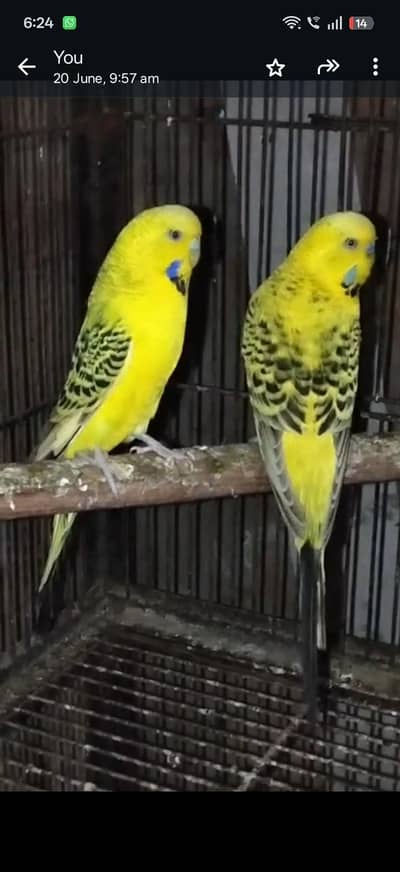 TCB breeder pair Black  wing split black  face