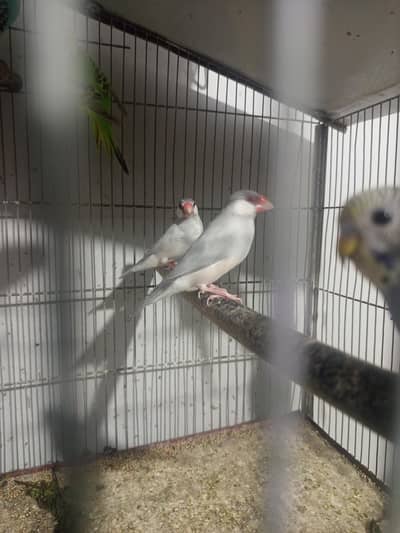 grey java for sale