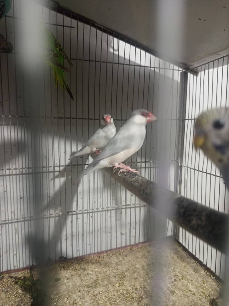 grey java for sale 0
