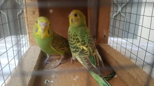 Budgies/big size sherazi
