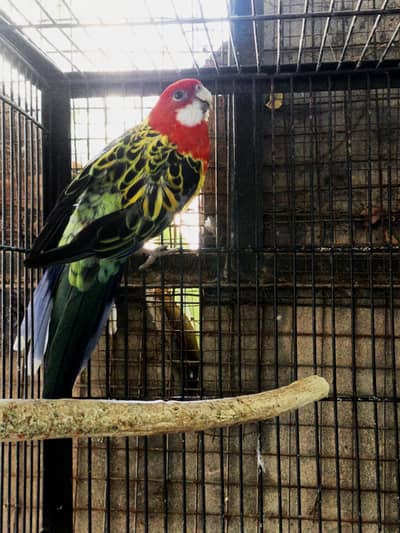 Golden mantled rosella / green cheek conure